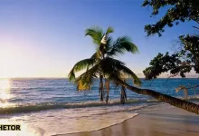 ساحل درختان نارگیل کیش